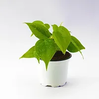 Earth Angels Money Plant WoodGibbsGifts-WB-1595-thumb1