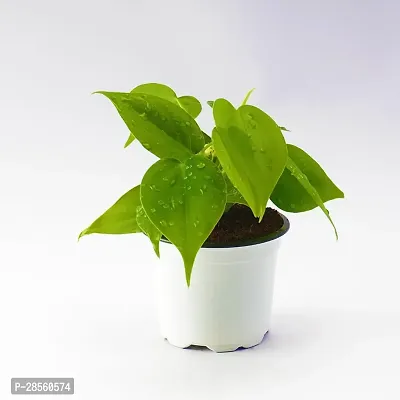 Earth Angels Money Plant WoodGibbsGifts-WB-1595-thumb2