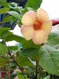 Natural Live Plant for Home Garden-thumb1