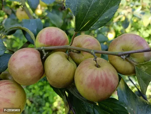 Apple Plant  Red apple ber for home garden-thumb0