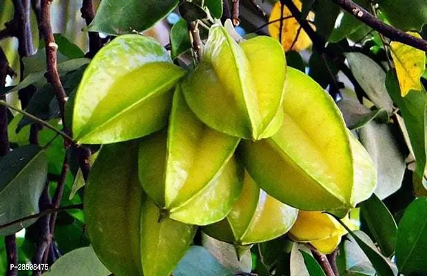 Star Fruit Carambola Grafted Plant  Kamranga xoxy1-thumb0