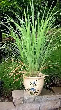 Lemon Grass Plant  Lemon grass Plant-thumb1