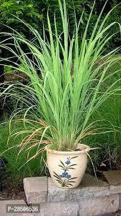 Lemon Grass Plant  Lemon grass Plant-thumb2