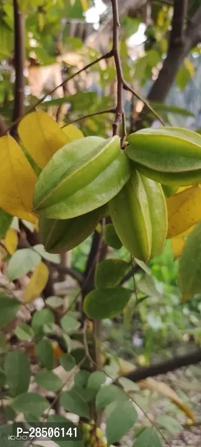 Capsicum KAMRANGA Plant-thumb2