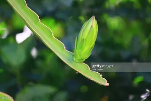 Dragon Tree Dragon Fruit Tree-thumb2