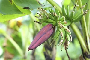 Earth Angels Banana Plant Banana plant7-thumb1