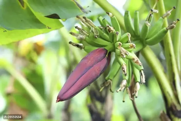 Earth Angels Banana Plant Banana plant7-thumb2