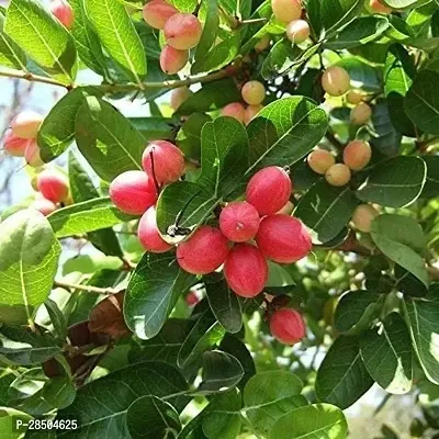 Ground Cherry Plant  Live Plant  Bakery Cherry KalakaiVakkai Karvand Fruit For Balcony Gardening Plant  1 Healthy Live Plant-thumb0