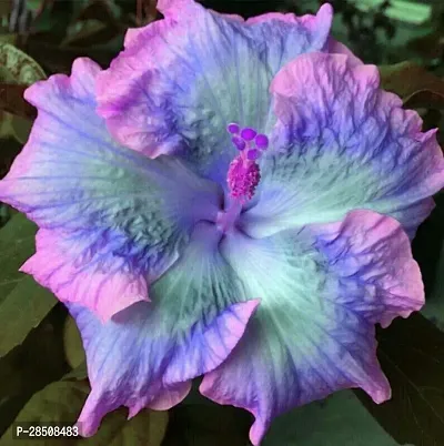 Hibiscus Plant  JobaBlue Xpb 002-thumb0