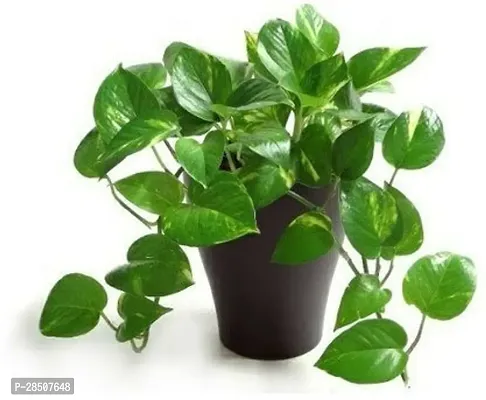 Money Plant  Money Plant heaven175-thumb0