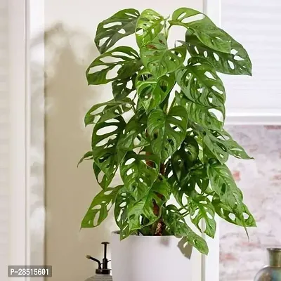 Natural Live Plant for Home Garden