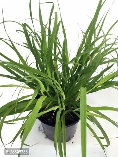 Mantana Grass Plant  LemonGrass XPBReba250-thumb0