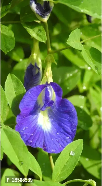 Aparajita Butterfly Pea Plant  Aparajita Plant  xnewdeb58-thumb0