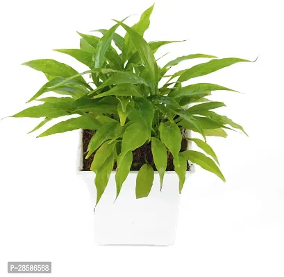 Peace Lily Plant  Peace Lily With White Pot