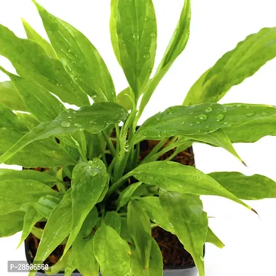 Peace Lily Plant  Peace Lily With Black Pot-thumb2