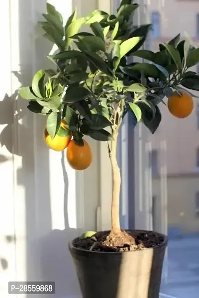 Earth Angels Lemon Plant le11-thumb0