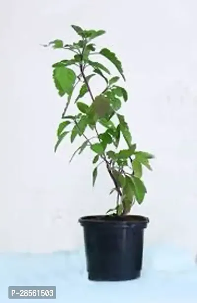 Earth Angels Tulsi Plant Rama Tulsi Plant-thumb0