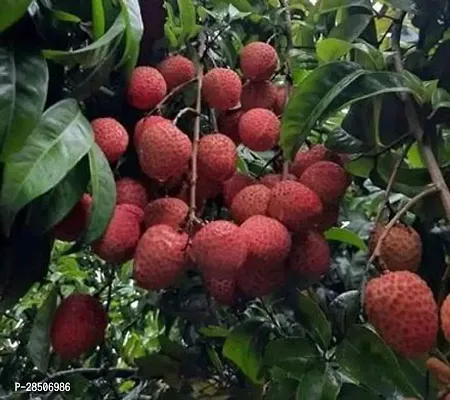 Litchi Plant  Deradun litchi-thumb2