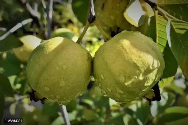 Guava Plant  Guava Plant  52-thumb0