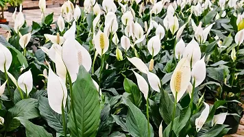 Earth Angels Peace Lily Plant PEACE LILY FLOWER PLANT-P58-thumb1