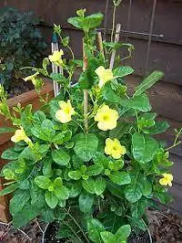 Mandevilla Plant  Mandevilla Yellow XOxygreenPlant-thumb1