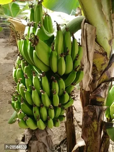 Banana Plant  Banana Plant-thumb0