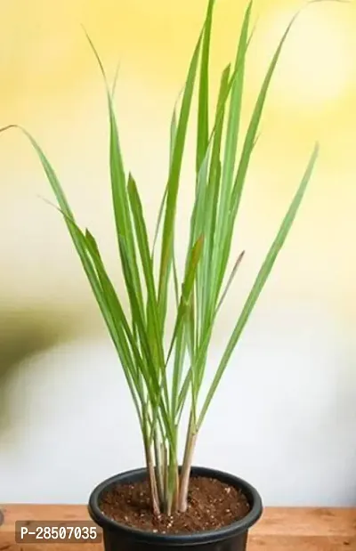 Lemon Grass Plant  Lemongrass Plant-thumb0