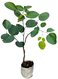 Natural Live Plant for Home Garden-thumb1