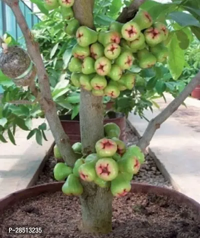 Natural Live Plant for Home Garden-thumb0