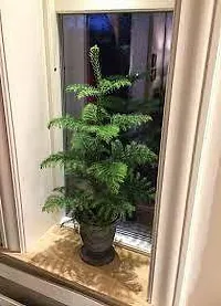 Christmas Tree Plant  Christmas tree Plant 2-thumb1