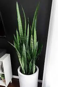 Snake Plant  Pata bahar Plant-thumb1