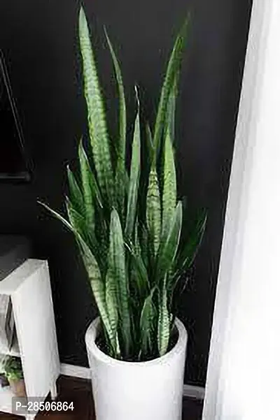 Snake Plant  Pata bahar Plant-thumb2