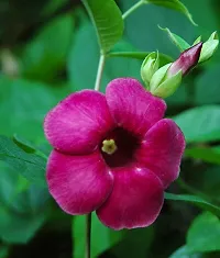 Earth Angels Thunberjia Plant Purple AllamandaThunbergia Erectablue trumpet Vine evergreen wineBlue Skyflower-thumb1