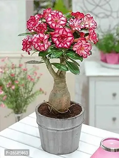 Adenium Plant  EdensFild Adenium507-thumb0