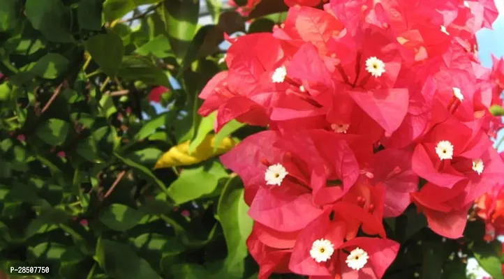 Bougainvillea Plant  Bougainvilla Plant heaven274-thumb0