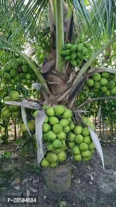 Coconut Plant  Hybdrid Coconut Plant-thumb0