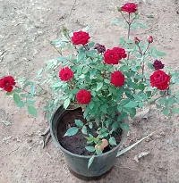 Rose Plant  Red Rose Plant  Rosa Multiflora Perennial Fragrant-thumb1