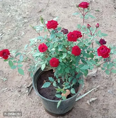 Rose Plant  Red Rose Plant  Rosa Multiflora Perennial Fragrant-thumb2