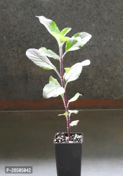 Tulsi Plant  Rama  Shayam Holi Basil Plant-thumb0