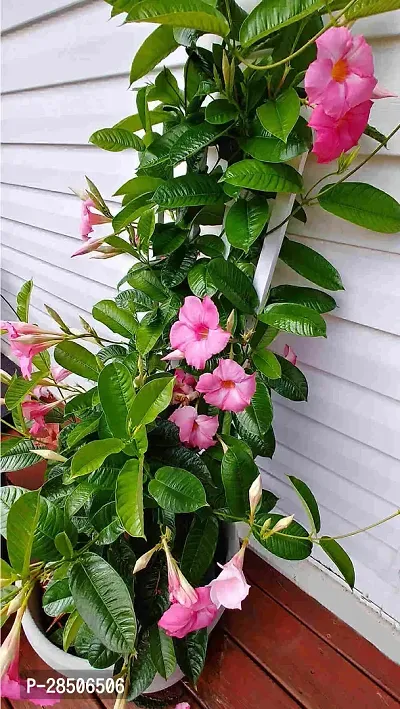 Mandevilla Plant  Mandevillea Flower Plant s giy-thumb0