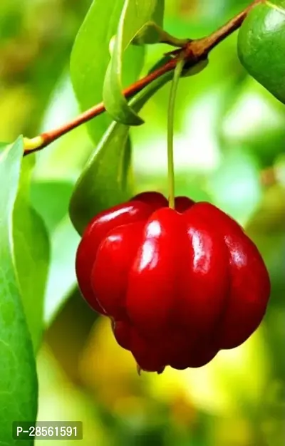 Earth Angels Cherry Fruit Plant RR1 Red Cherry Fruit Tree-thumb3