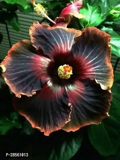 Earth Angels Hibiscus Plant hibiscus plant 00921-thumb0