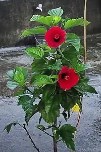 Hibiscus Plant  Joba Lal XOXy-thumb1