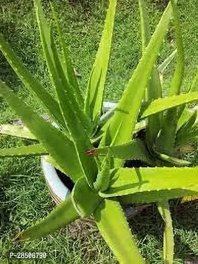 Aloe Vera Plant  Indian aloe vera Plant