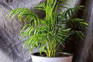 Areca Palm ArecaPalm XOxygreenPlant-thumb1