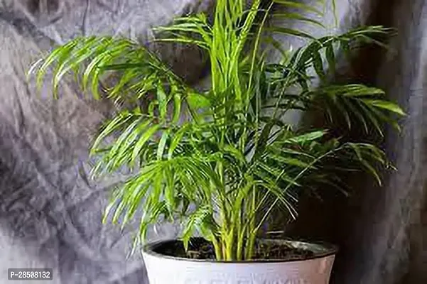 Areca Palm ArecaPalm XOxygreenPlant-thumb2