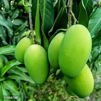 Mango Plant  Mango Langara  Langada Grafted   Live Plant   Pack of 2-thumb0