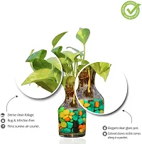 Natural Live Plant for Home Garden-thumb1