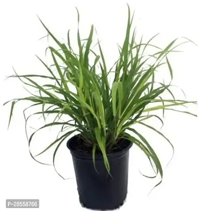 Earth Angels Lemon Grass Plant BRNE-PLNT-AK-1520-thumb0