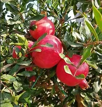 Pomegranate Plant  Pomegrante Model Sindoor Plant-thumb1